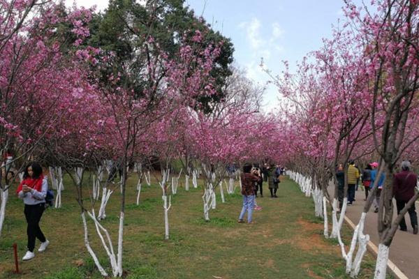 昆明光滑油滑山樱花2022年开了出