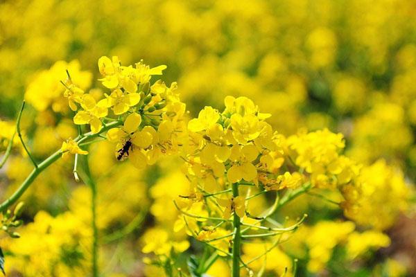 2022北京油菜花觀賞地 油菜花海在哪里