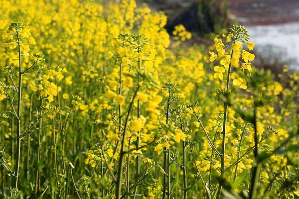 2022北京油菜花观赏地 油菜花海在哪里