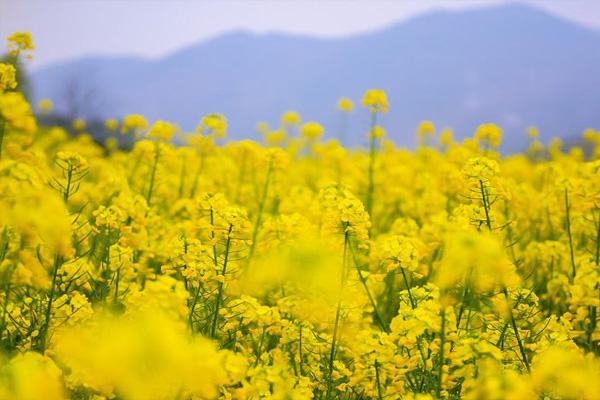 2022汉中油菜花最好没有雅赏天及没有雅赏线路保举