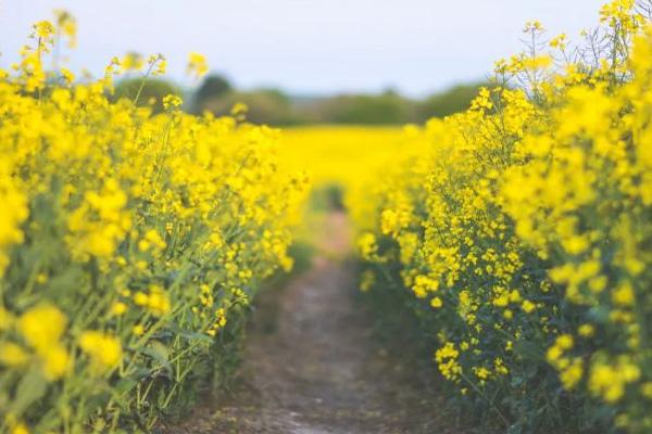 2022汉中油菜花最佳观赏地及观赏路线推荐