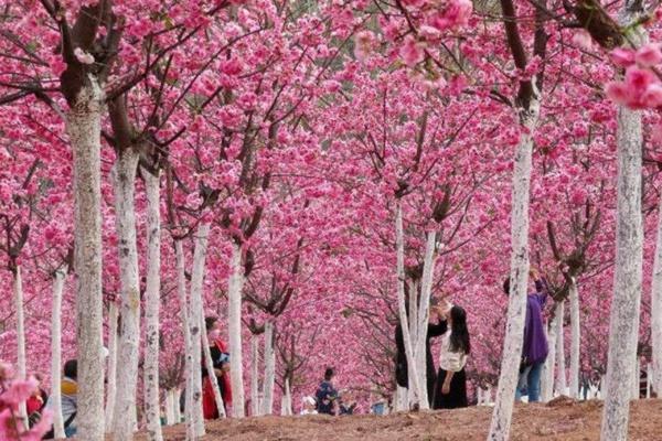青龙寺的樱花几月份开2022