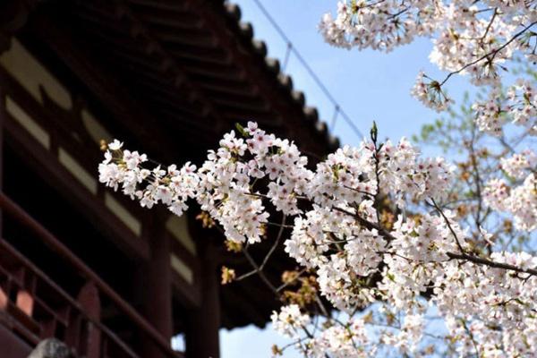 青龙寺的樱花几月份开2022