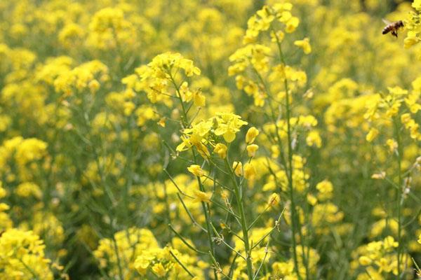 2022西安油菜花海在哪里