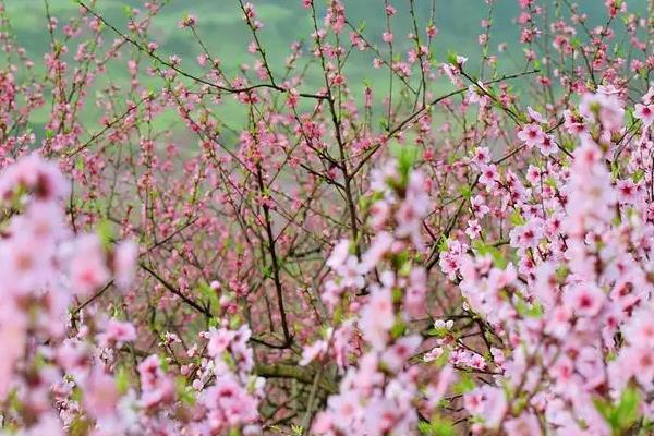 2024重庆看桃花的地方有哪些