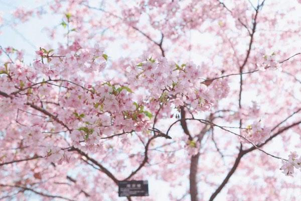2022年上海樱花节什么时候开始 在哪里