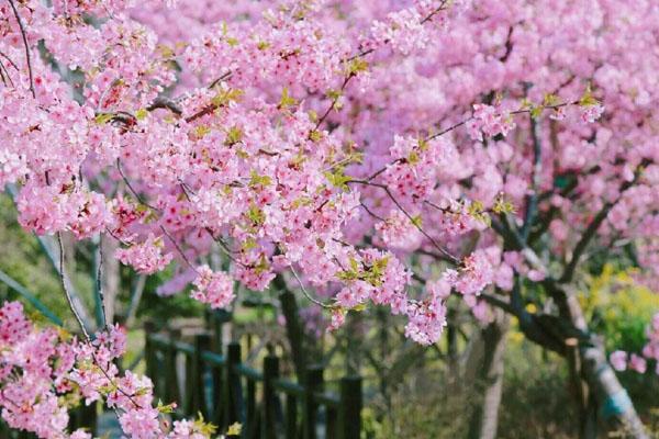 2022年上海樱花节什么时候开始 在哪里