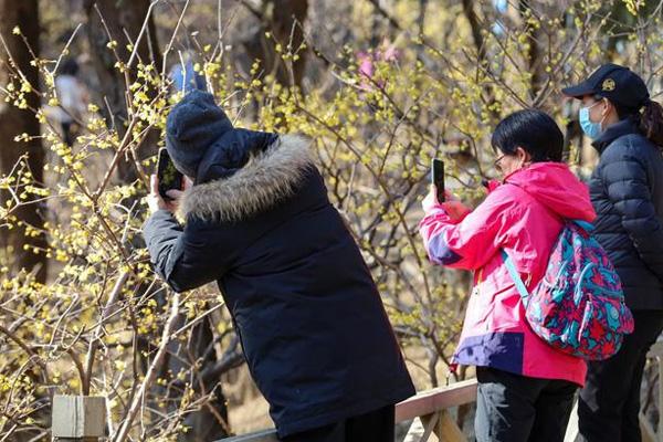 2022喷鼻山梅花谷的腊梅甚么时候开 附没有雅赏线路