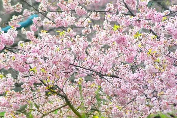 2022武漢東湖櫻園櫻花什么時候開 游玩攻略