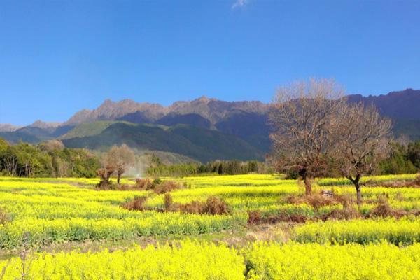 腾冲油菜花开花时间2022