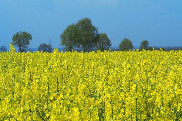 2022天津看油菜花最好的地方 附最佳观赏时间