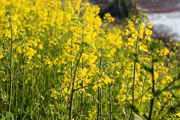 天津周邊油菜花海 最佳賞花期