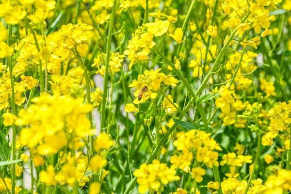 天津周边油菜花海 最佳赏花期