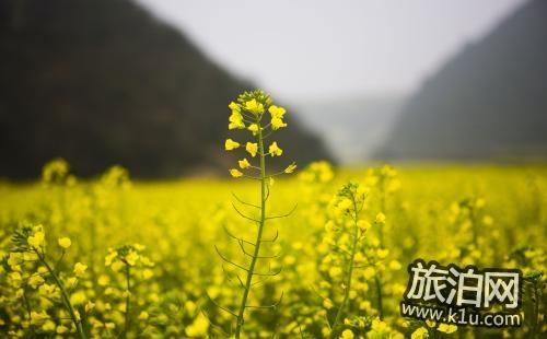 2022興化油菜花幾月開 怎么去興化油菜花賞花