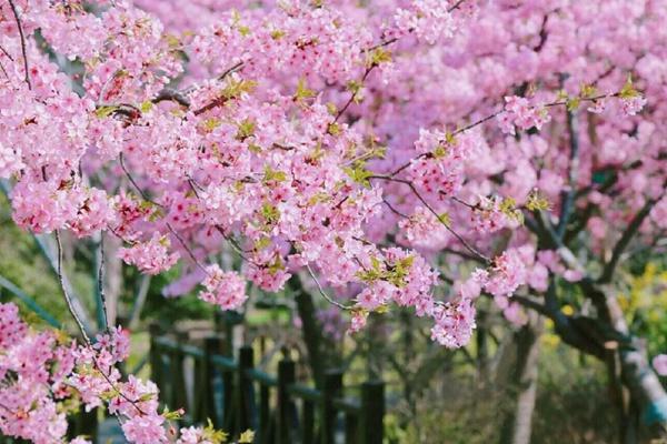 上海樱花节具体地方在哪里?上海樱花节交通攻略