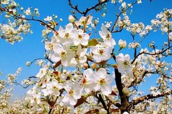 2022亳州赏花时间表出炉 樱花、桃花、杏花等信息都有哦