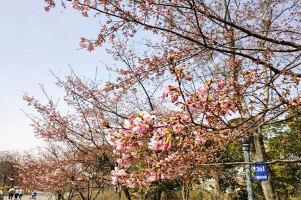 2022上海顾村公园樱花节游玩攻略