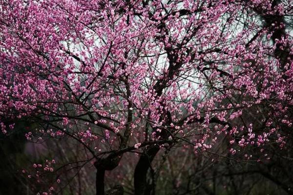 武汉梅花什么时候开在什么地方