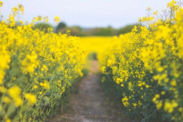 2022崇州看油菜花最好的地方 崇州看油菜花是哪里好