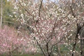 2022余杭赏花好去处 余杭春季赏花攻略