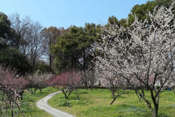 武漢東湖梅園需要預約嗎2022