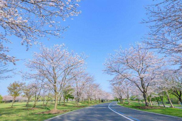 上海辰山植物園櫻花大道在幾號門