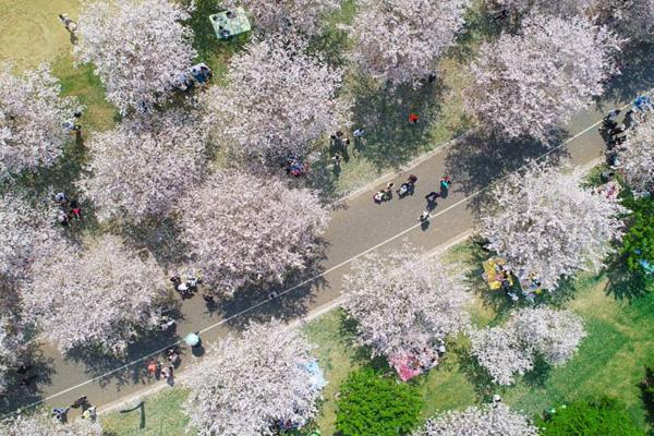 上海辰山植物园樱花大道在几号门