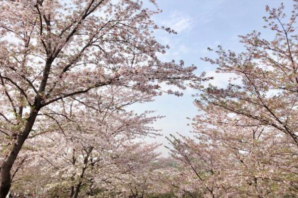 上海辰山植物園櫻花大道在幾號門