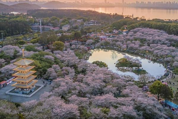 武汉东湖樱花花期2022
