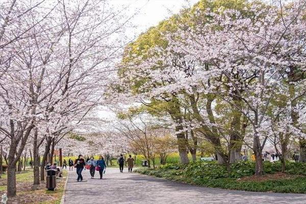 顾村公园樱花节什么时候开始2022