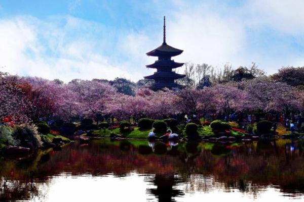 武汉东湖樱花最佳观赏时间2022