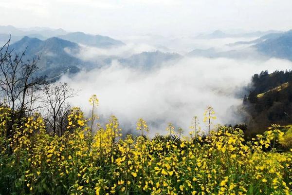 婺源油菜花花期2022