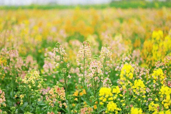 2022杭州彩色油菜花在哪里看 最美观赏点推荐