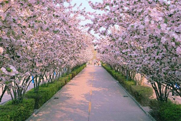2022武汉现在哪里有花海春季