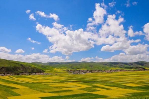 门源油菜花节什么时候开幕2022