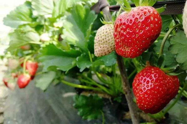 2022肥东摘草莓的地方在哪里
