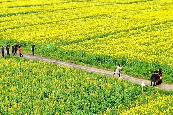 吉水县乌江镇油菜花什么时候去最好?具体位置在哪?