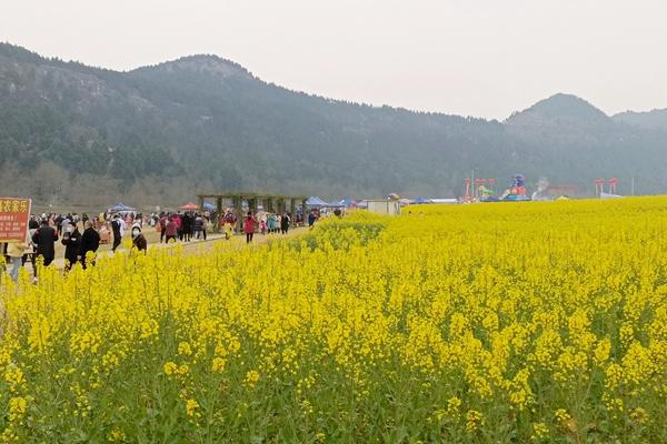 绵阳鸭鹤岩油菜花开了吗?最好没有雅赏期先容