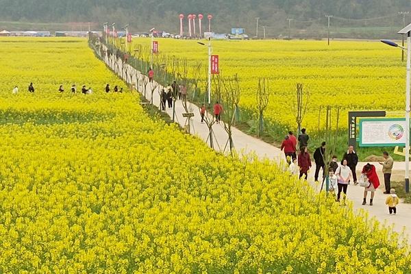 绵阳鸭鹤岩油菜花开了吗?最佳观赏期介绍