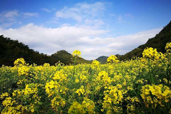 2022广州秋季赏花的处所 最好赏花天面