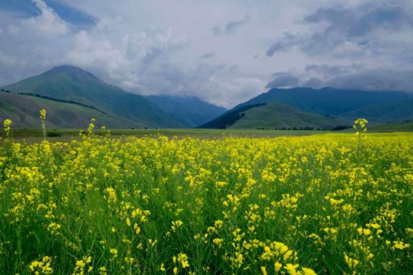 2022石門國(guó)家森林公園油菜花開(kāi)了嗎?什么時(shí)候開(kāi)?