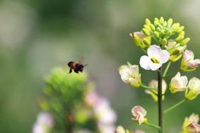 南沙明珠農業公園油菜花什么時候開?要門票嗎?