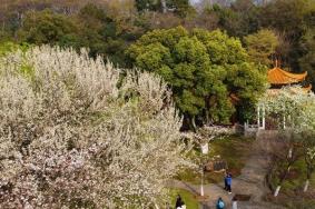 2022武汉青山区赏樱花的地方有哪些