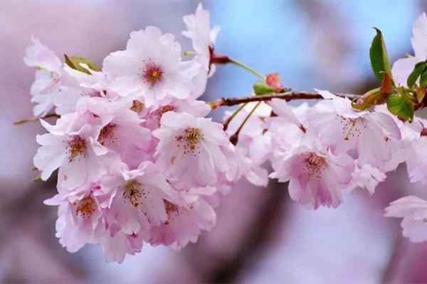 2022常州新龙森林樱花节活动时间及地址