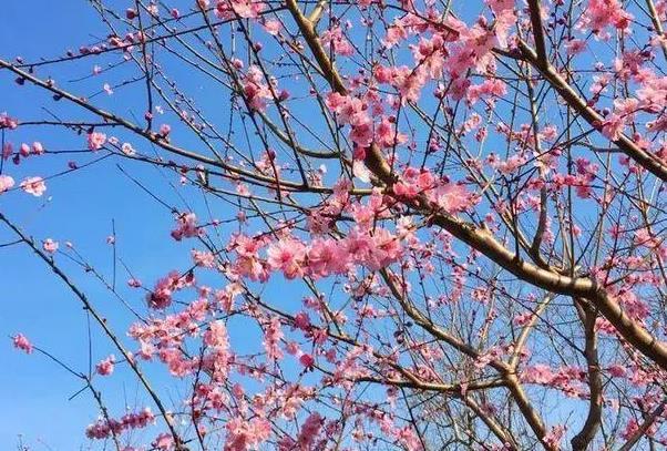 2022常州新龙森林樱花节活动时间及地址