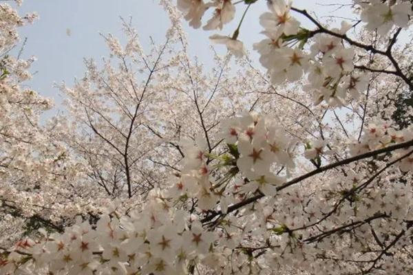 四川甘孜春季赏花攻略