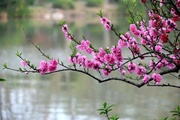 杭州看桃花去哪里 最好的地方推荐