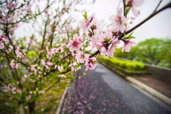杭州看桃花去哪里 最好的地方推荐