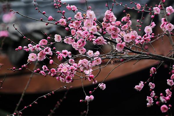 杭州赏花的地方有哪些