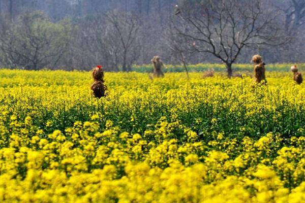 武汉油菜花海在哪里 2022武汉油菜花最佳观赏期